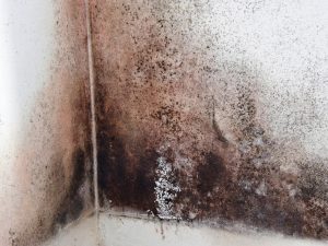 Mold Inspection | Claymont, DE | Completely Dry Waterproofing