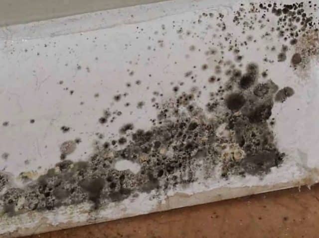 mold remediation and removal - completely dry waterproofing (3)