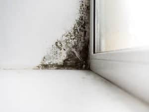 Mold Removal | Springfield, PA | Completely Dry Waterproofing