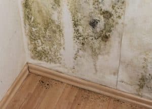 Mold Removal | Springfield, PA | Completely Dry Waterproofing